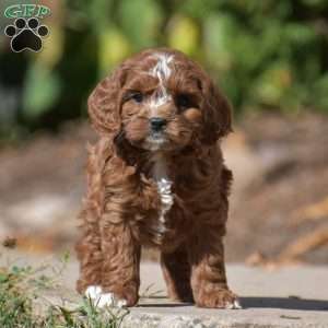 Jess, Cavapoo Puppy